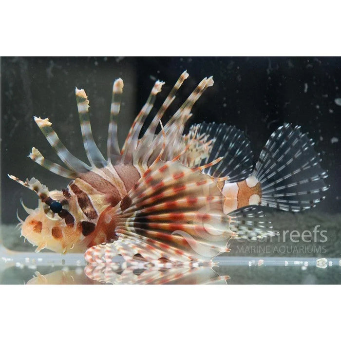 Zebra Lionfish