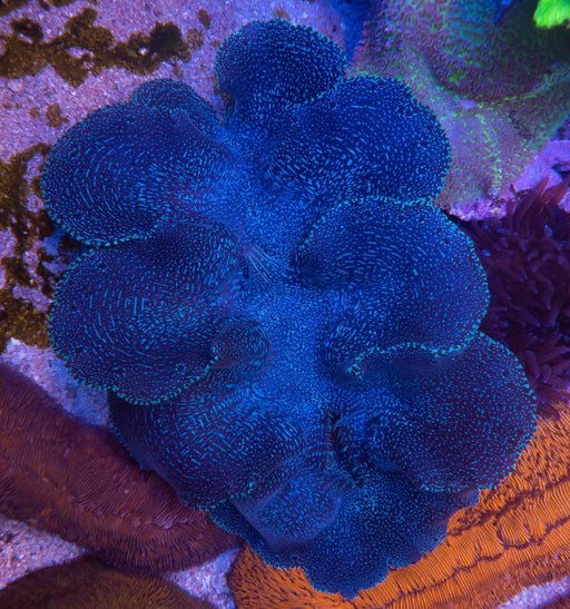 XL Showpiece Squamosa Clam - Ocean Reefs Marine Aquariums