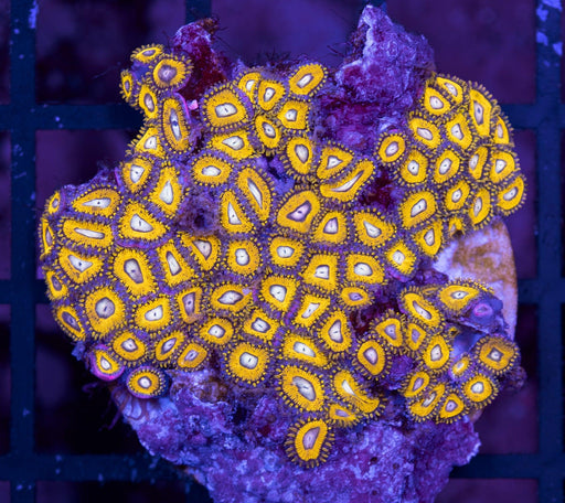 Yellow Belladonna Zoa Frag - Ocean Reefs Marine Aquariums
