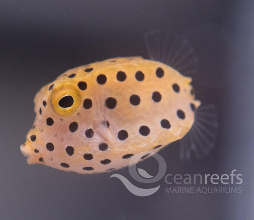 Yellow Boxfish - Ocean Reefs Marine Aquariums