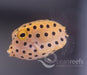 Yellow Boxfish - Ocean Reefs Marine Aquariums