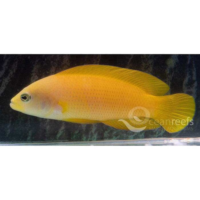 Yellow Dottyback - Ocean Reefs Marine Aquariums