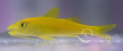 Yellow Goatfish - Ocean Reefs Marine Aquariums