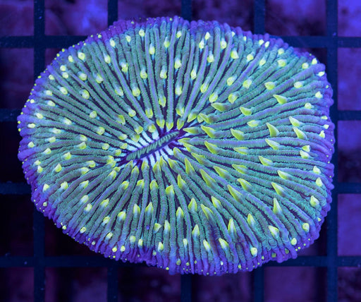 Yellow Tentacle Fungia 2" - Ocean Reefs Marine Aquariums