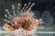 Zebra Lionfish - Ocean Reefs Marine Aquariums