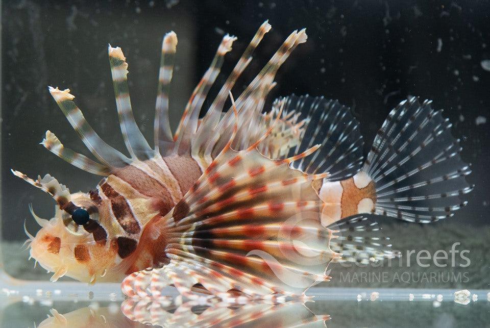 Zebra Lionfish - Ocean Reefs Marine Aquariums