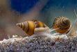 Zombie Snail - Ocean Reefs Marine Aquariums