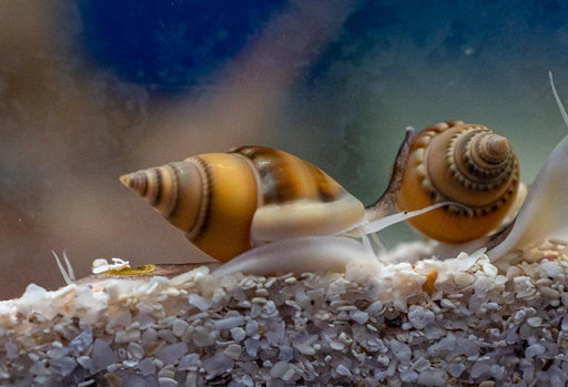 Zombie Snail - Ocean Reefs Marine Aquariums