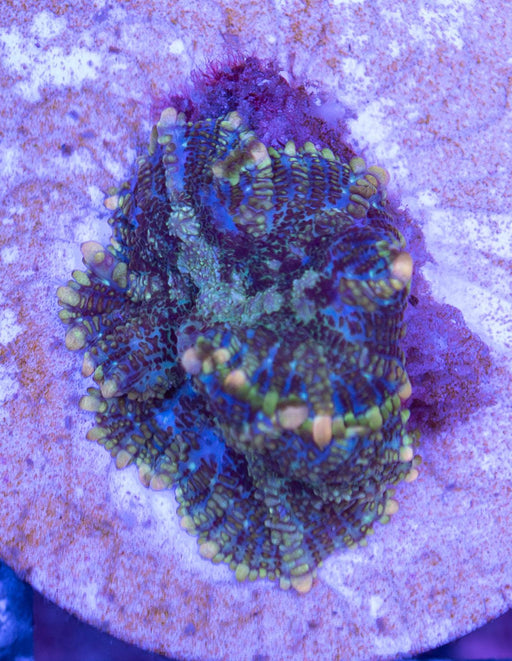 Multicolour Morph Single Polyp - Ocean Reefs Marine Aquariums