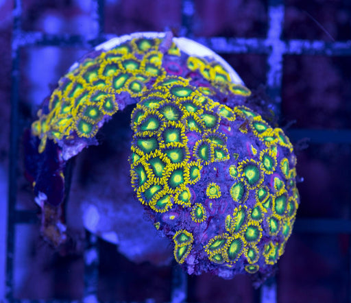 Radioactive Green Zoa Frag - Ocean Reefs Marine Aquariums