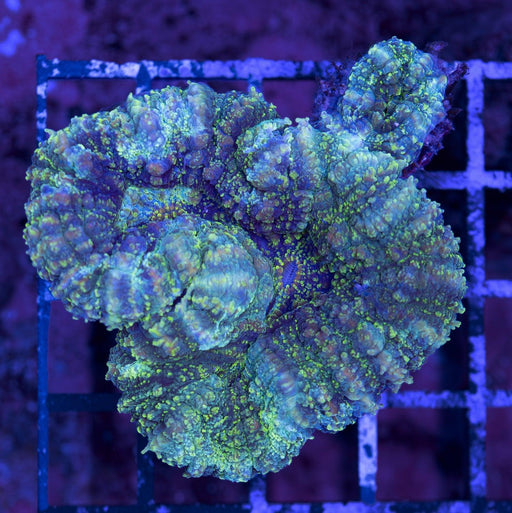 Green Speckled Lobo Robusta 2" - Ocean Reefs Marine Aquariums