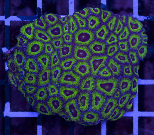 Green Micromussa 2" - Ocean Reefs Marine Aquariums