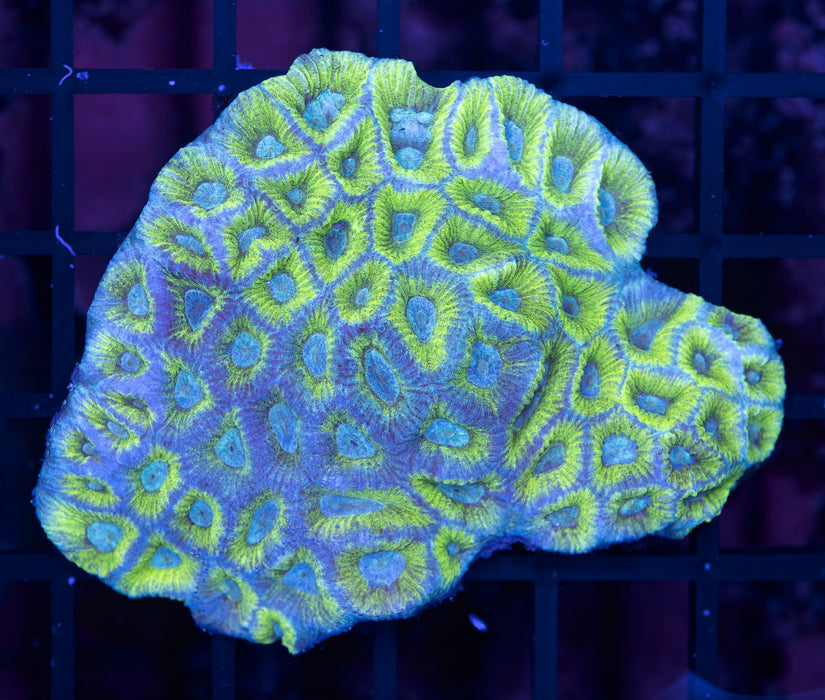 Green and Teal Goniastrea 2"