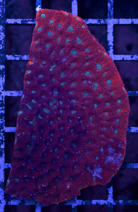 Red and Teal War Coral 3"