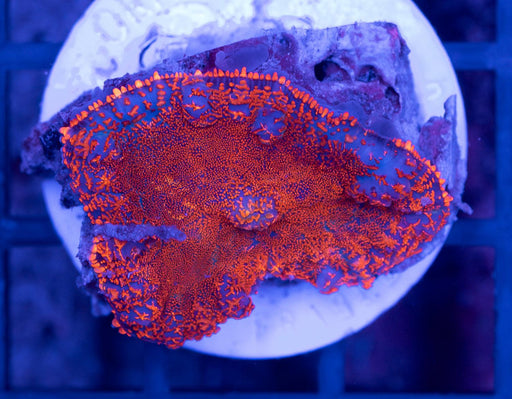 QLD Superman Rhodactis Single Polyp - Ocean Reefs Marine Aquariums