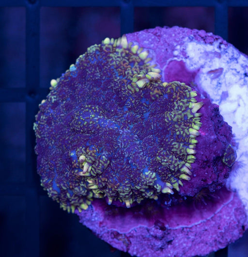 Multicolour Morph Single Polyp - Ocean Reefs Marine Aquariums