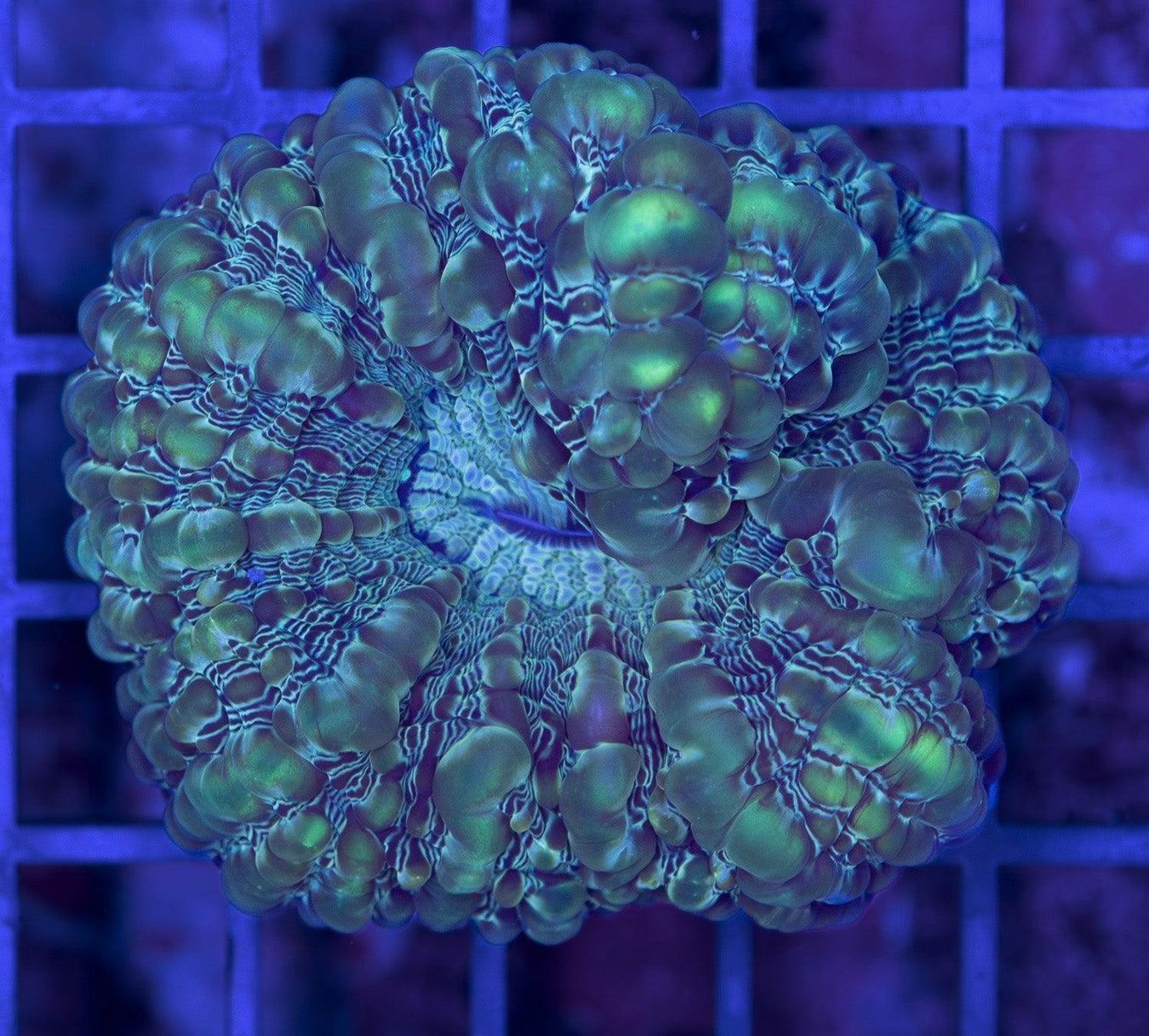Green Cynarina 1" - Ocean Reefs Marine Aquariums