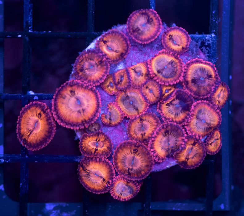 Sakura Sunrise Zoa Frag Ocean Reefs Marine Aquariums