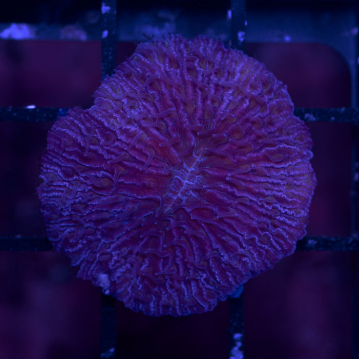Purple Fungia Small