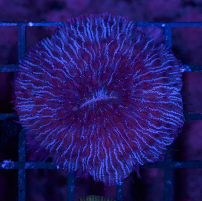 Purple Fungia 1" - Ocean Reefs Marine Aquariums