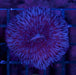 Purple Fungia 1" - Ocean Reefs Marine Aquariums