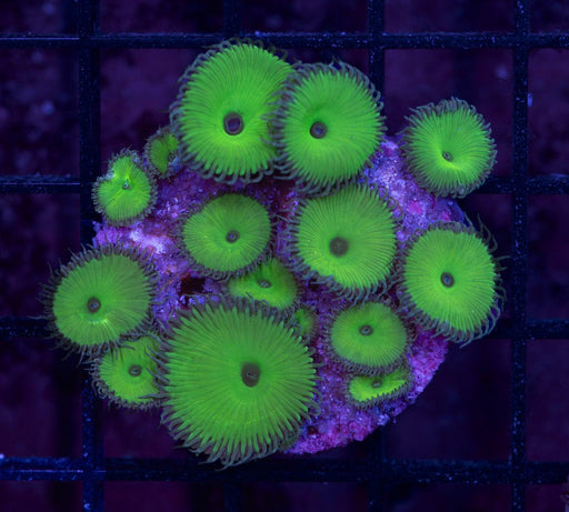 Hulk Green Palyzoa Frag - Ocean Reefs Marine Aquariums