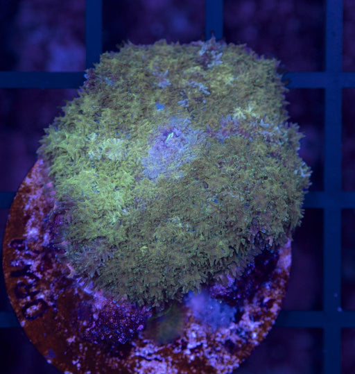 Camo Rhodactis Single Polyp - Ocean Reefs Marine Aquariums