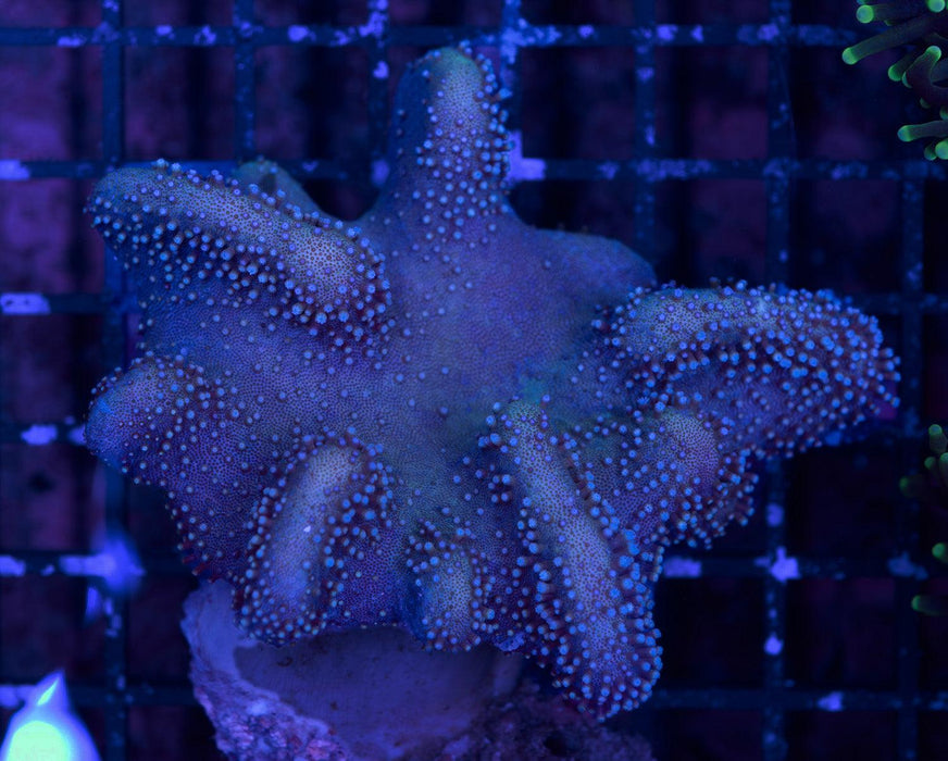 Cookies and Cream Lobophytum 3" - Ocean Reefs Marine Aquariums