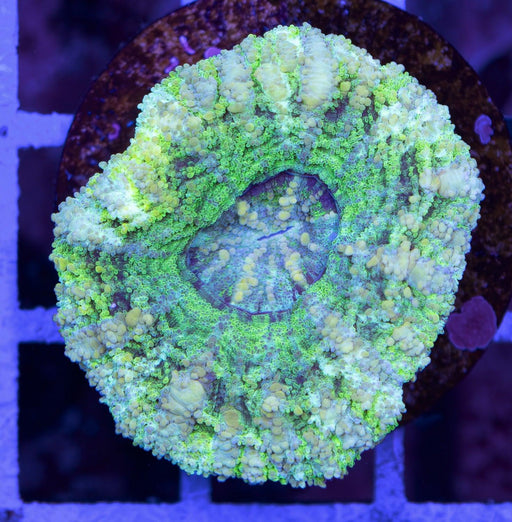 Frosted Green Button Scoly - Ocean Reefs Marine Aquariums