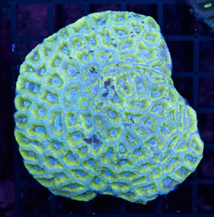 Geen and Teal Goniastrea 3" - Ocean Reefs Marine Aquariums