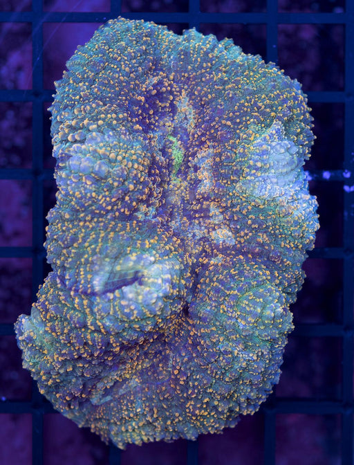 Gold Speckled Lobo Robusta 2" - Ocean Reefs Marine Aquariums