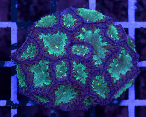 Green and Purple Blasto Wellsi 1" - Ocean Reefs Marine Aquariums