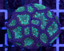 Green and Purple Blasto Wellsi 1" - Ocean Reefs Marine Aquariums