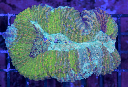 Green and Teal Lobo Robusta 3" - Ocean Reefs Marine Aquariums