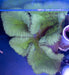 Green Carpet Anemone - Ocean Reefs Marine Aquariums