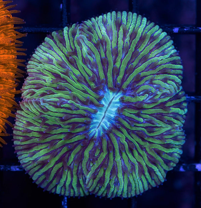 Green Fragilis Fungia Small - Ocean Reefs Marine Aquariums