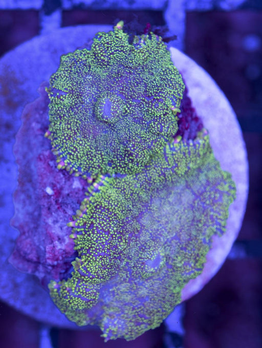 Green Speckled Morph Frag - Ocean Reefs Marine Aquariums