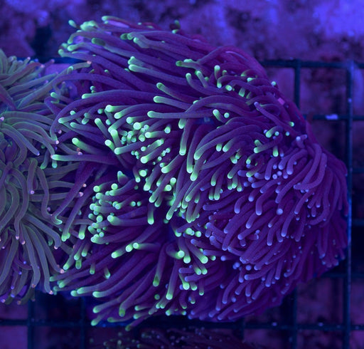 Green Tip and Purple Tip Torch Combo 1" - Ocean Reefs Marine Aquariums