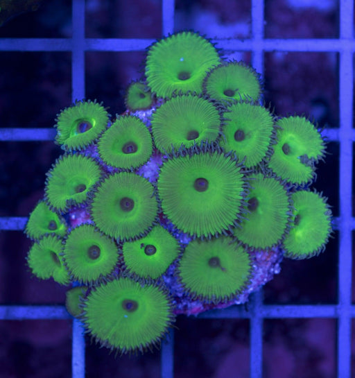 Hulk Green Palyzoa Frag - Ocean Reefs Marine Aquariums