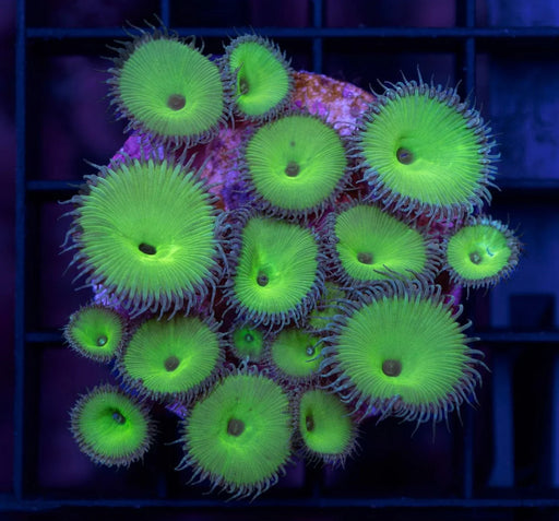 Hulk Green Zoa Frag - Ocean Reefs Marine Aquariums