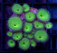Hulk Green Zoa Frag - Ocean Reefs Marine Aquariums