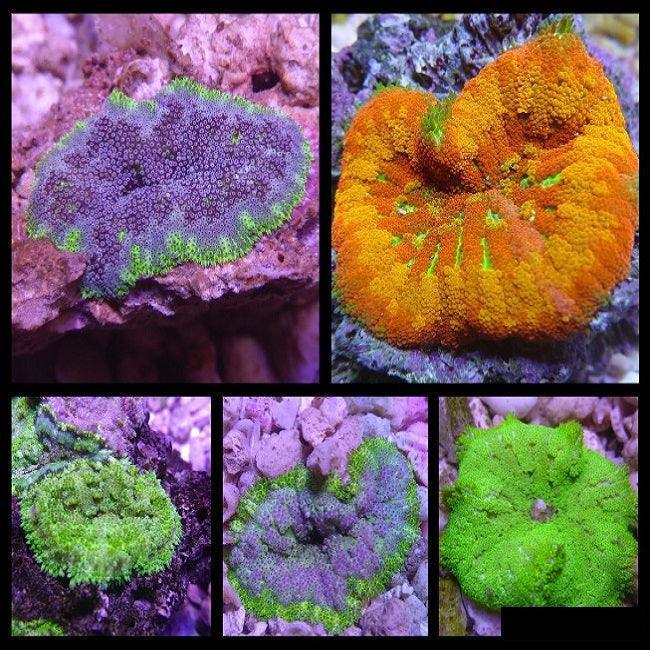 Mini Maxi Carpet Anemone — Ocean Reefs Marine Aquariums