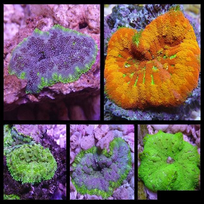 Mini Maxi Carpet Anemone - Ocean Reefs Marine Aquariums