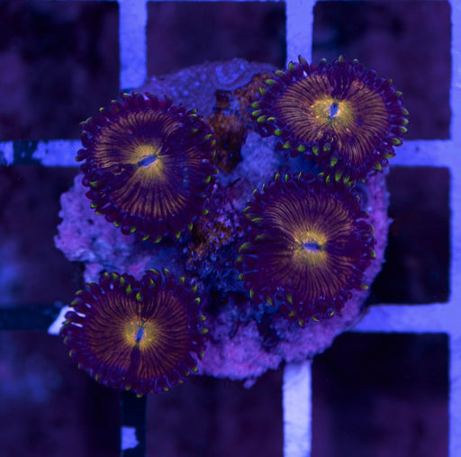 Orchid Zoa Frag - Ocean Reefs Marine Aquariums