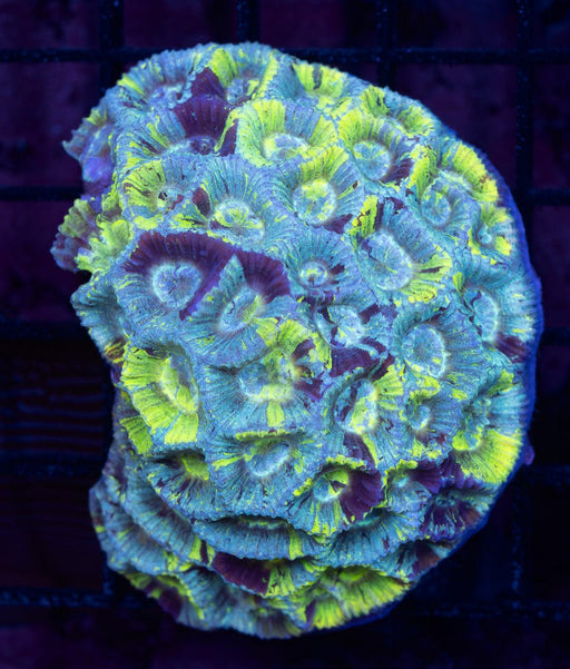 Paint Splatter Goniastrea 1" - Ocean Reefs Marine Aquariums