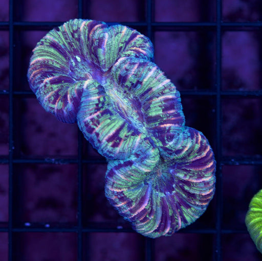 Paint Splatter Trachy 1" - Ocean Reefs Marine Aquariums
