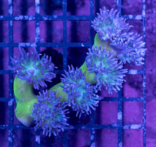 QLD Green Stem Daisy 2" - Ocean Reefs Marine Aquariums