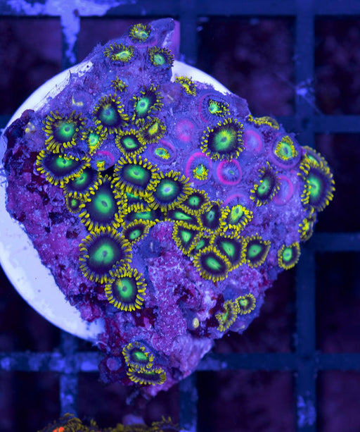 Radioactive Green Eye Zoa Frag - Ocean Reefs Marine Aquariums