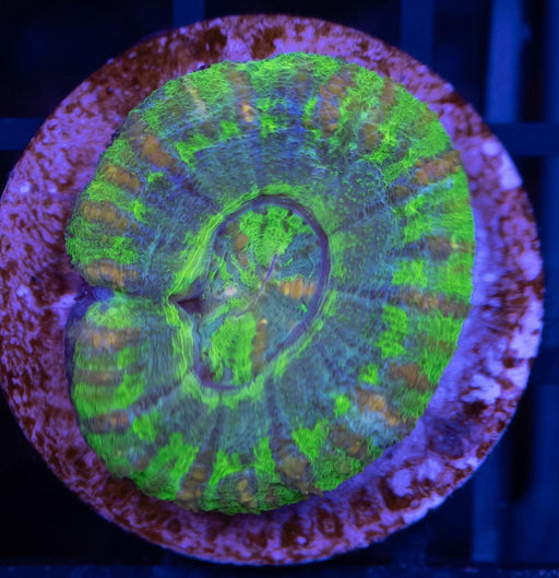 Standard Green Button Scoly - Ocean Reefs Marine Aquariums