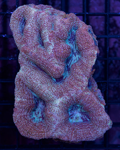 Strawberry and Cream Bowabankii 3" - Ocean Reefs Marine Aquariums